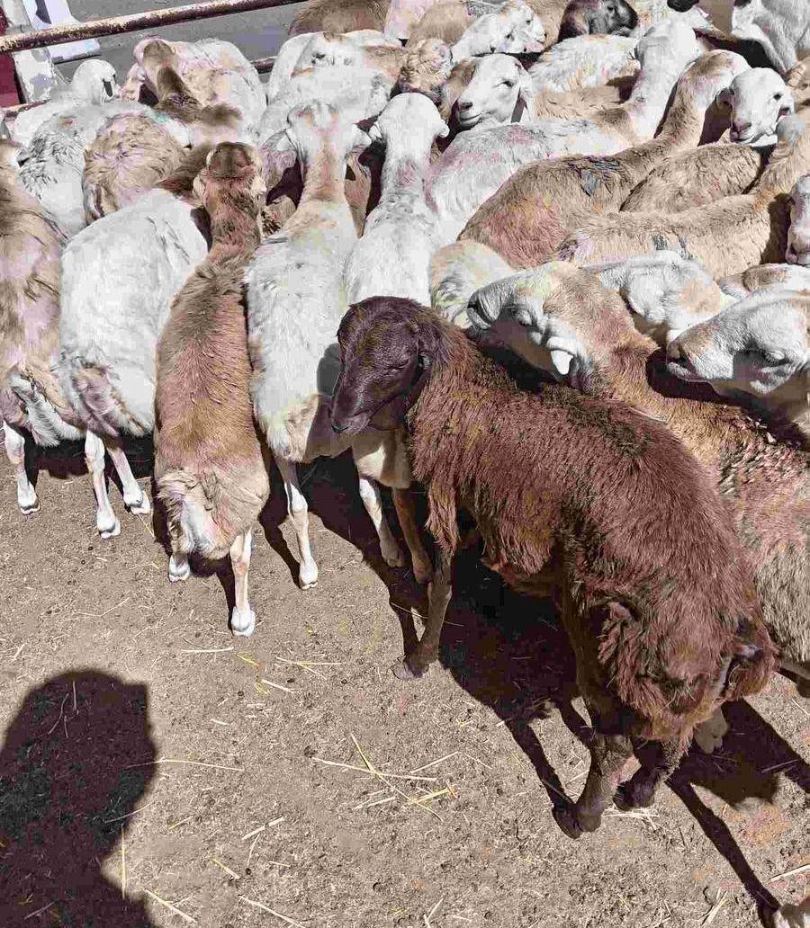 ذذايح رفيدي ترببه