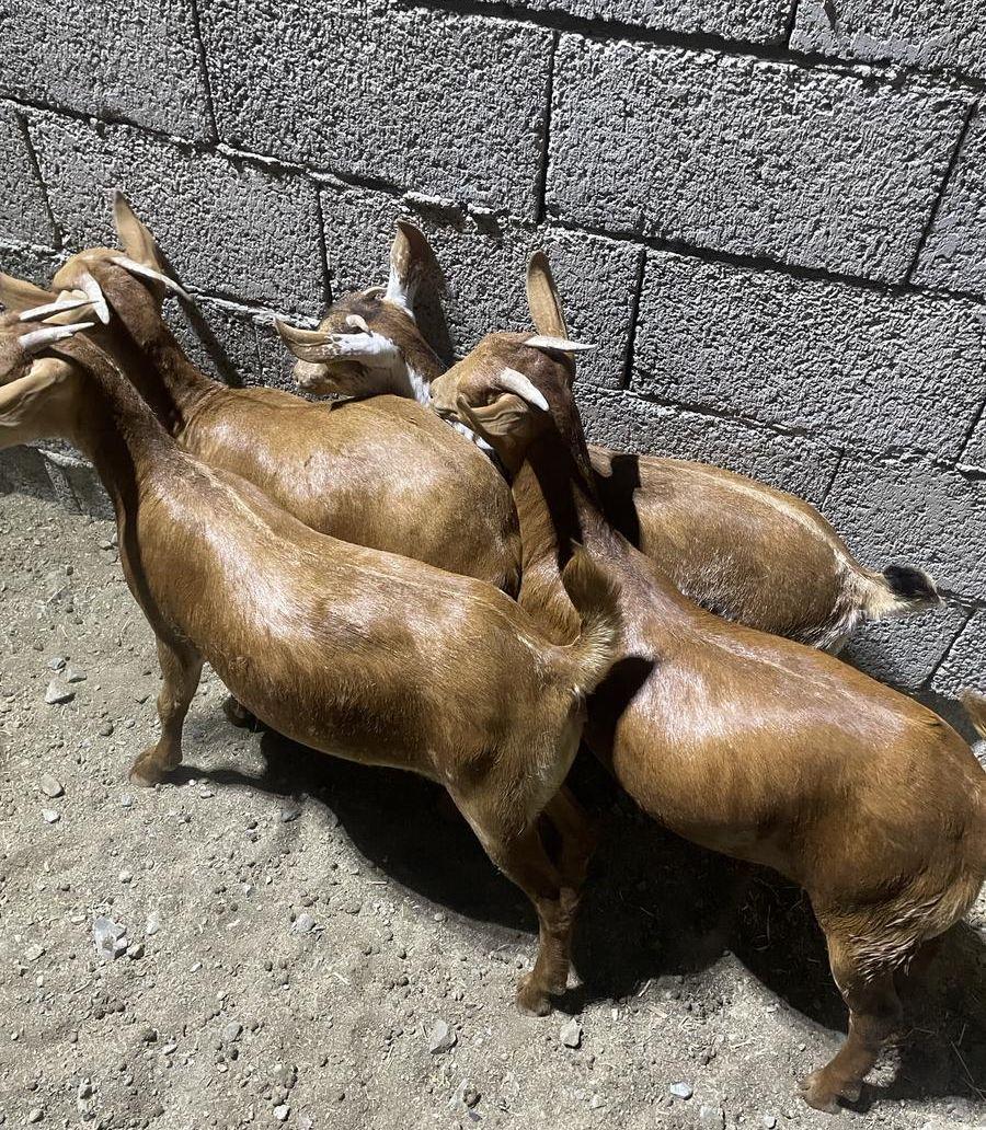جفار