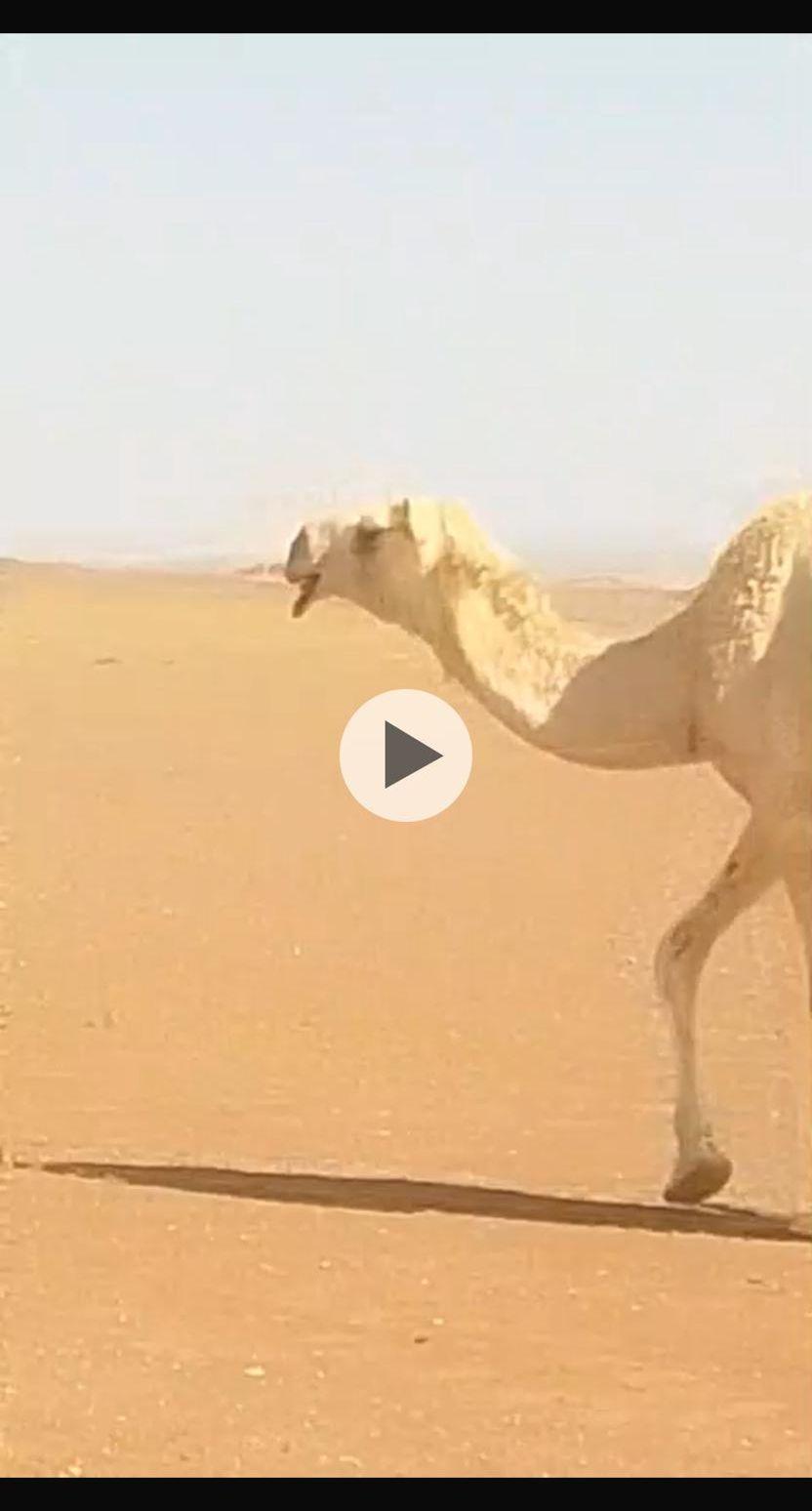 بكره عفراء للبيع