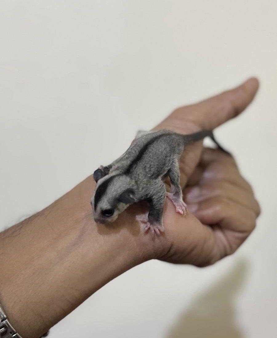 سنجاب طائر