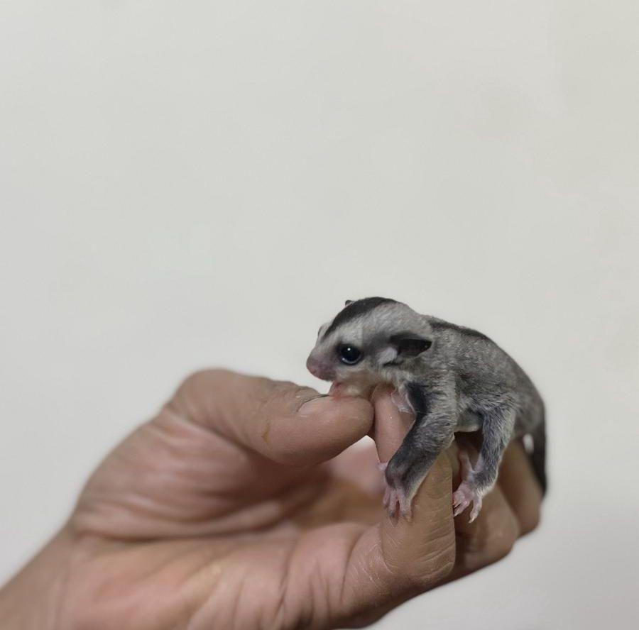 سنجاب طائر
