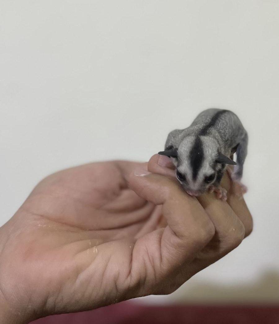 سنجاب طائر