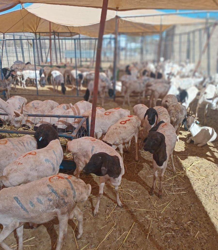 بربري برابر تيوس