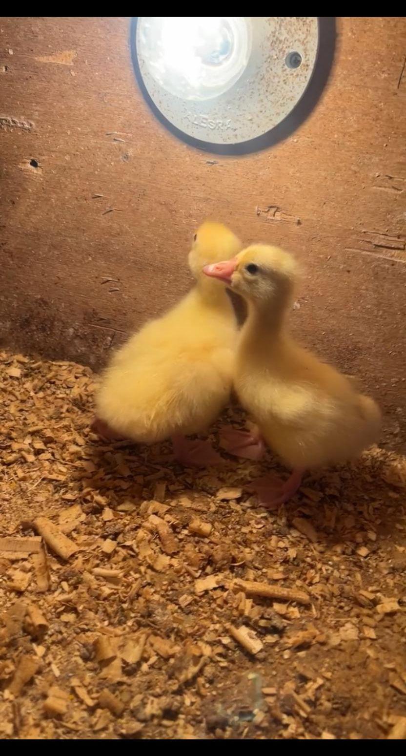للبيع صوص وز