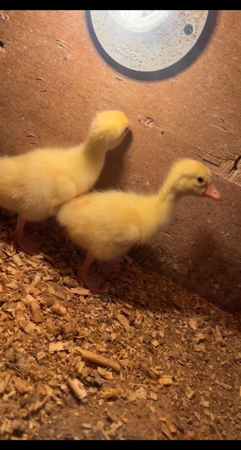 للبيع صوص وز
