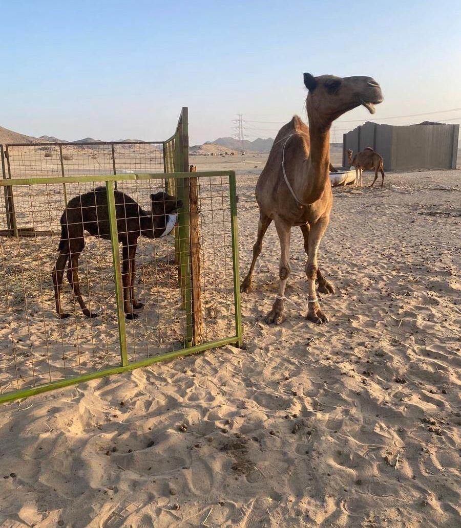 ناقه معها قعود