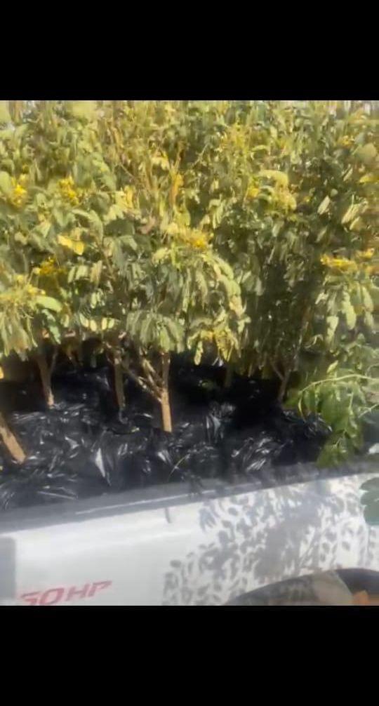 اشجار زينه أكاسيا