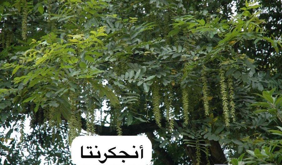 اشجار زينه أكاسيا