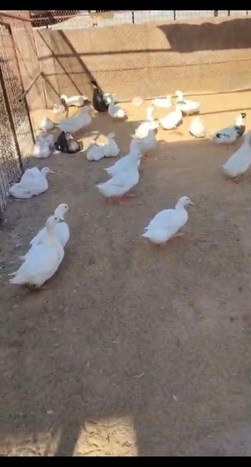 بط و صيصان