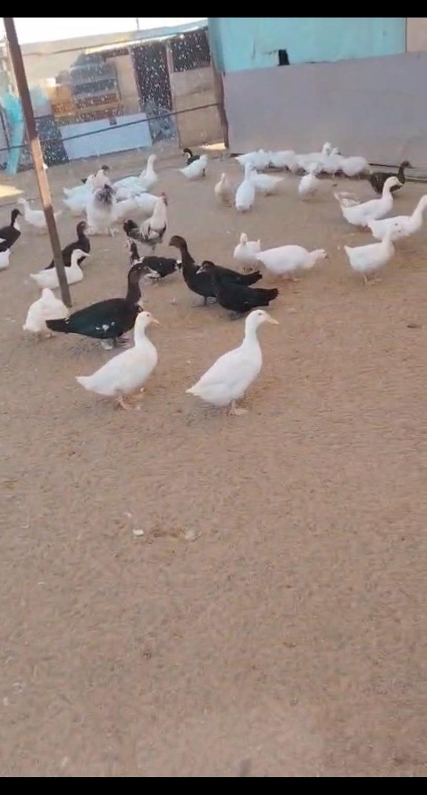 بط و صيصان