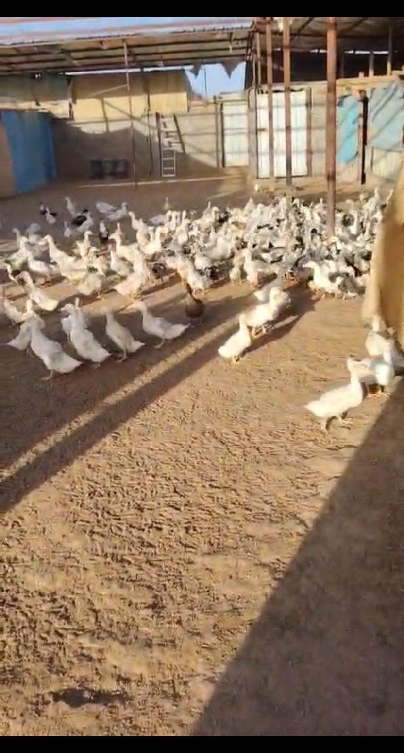 بط و صيصان