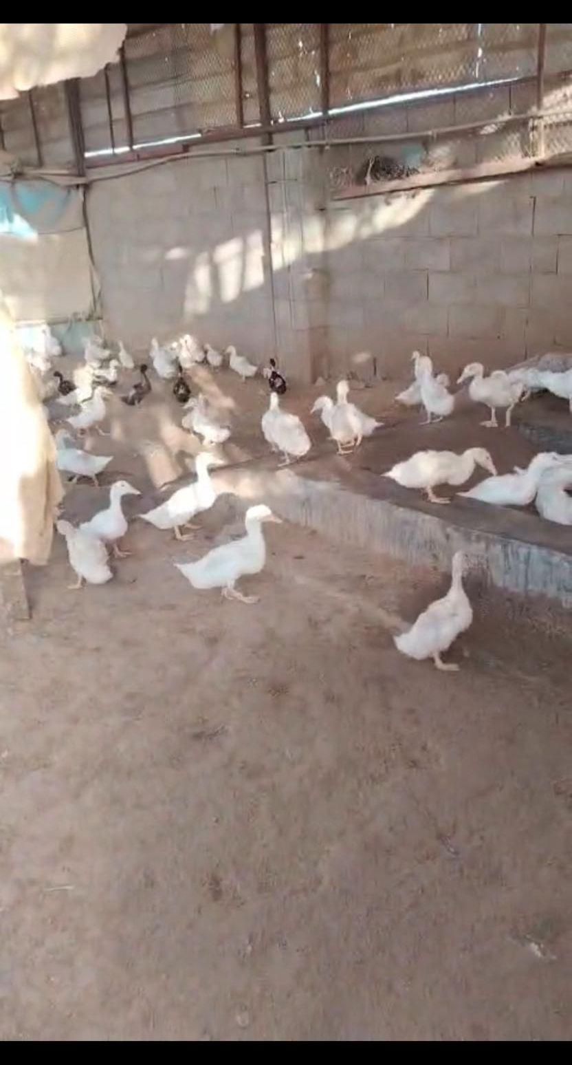 بط و صيصان