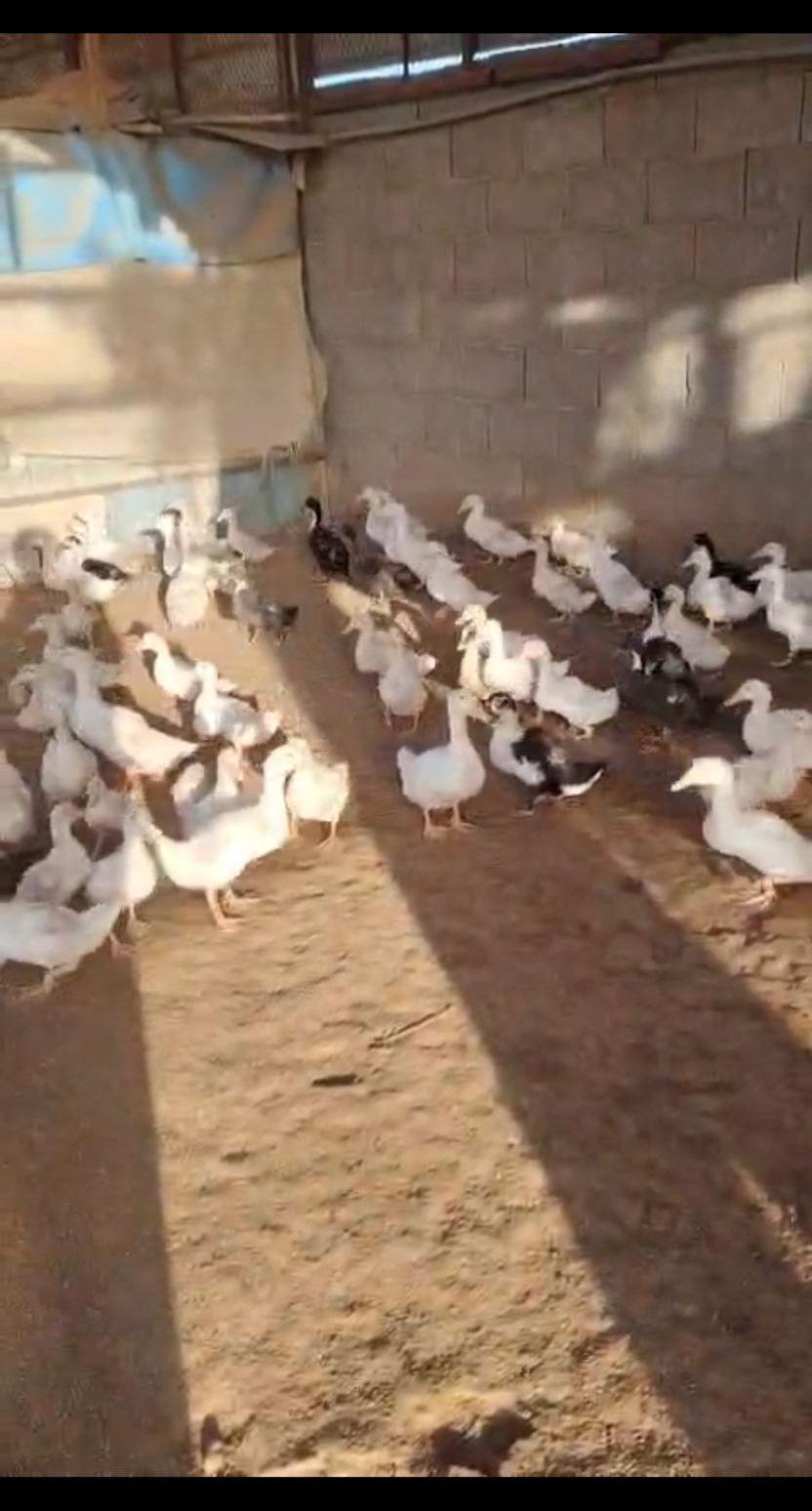 بط و صيصان