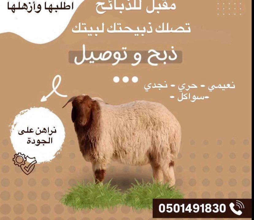 للبيع خرفان حري
