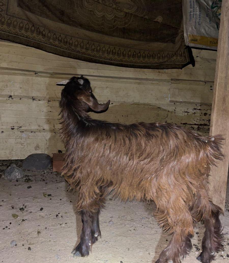 تيس عمره 9