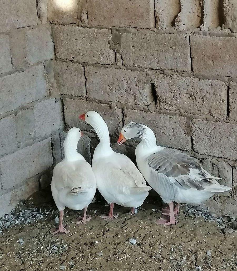 وز بلدي