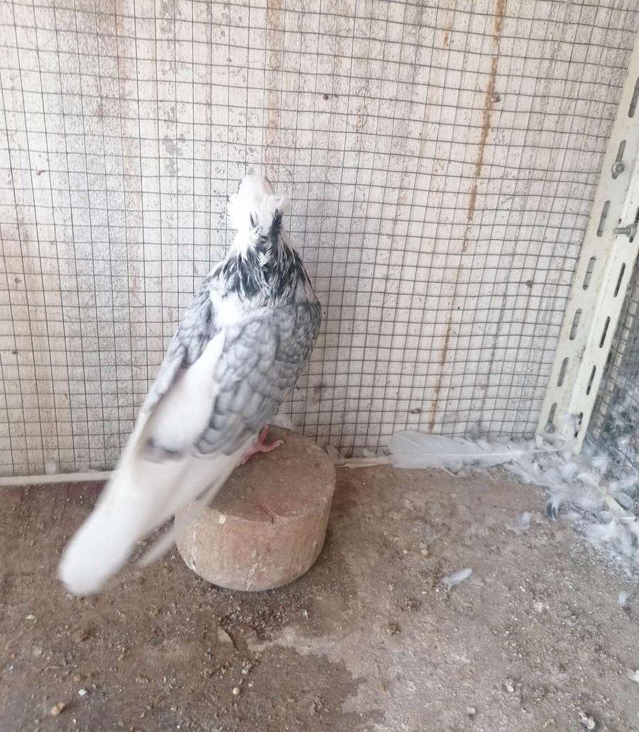 ذكر قطيفي دخاني