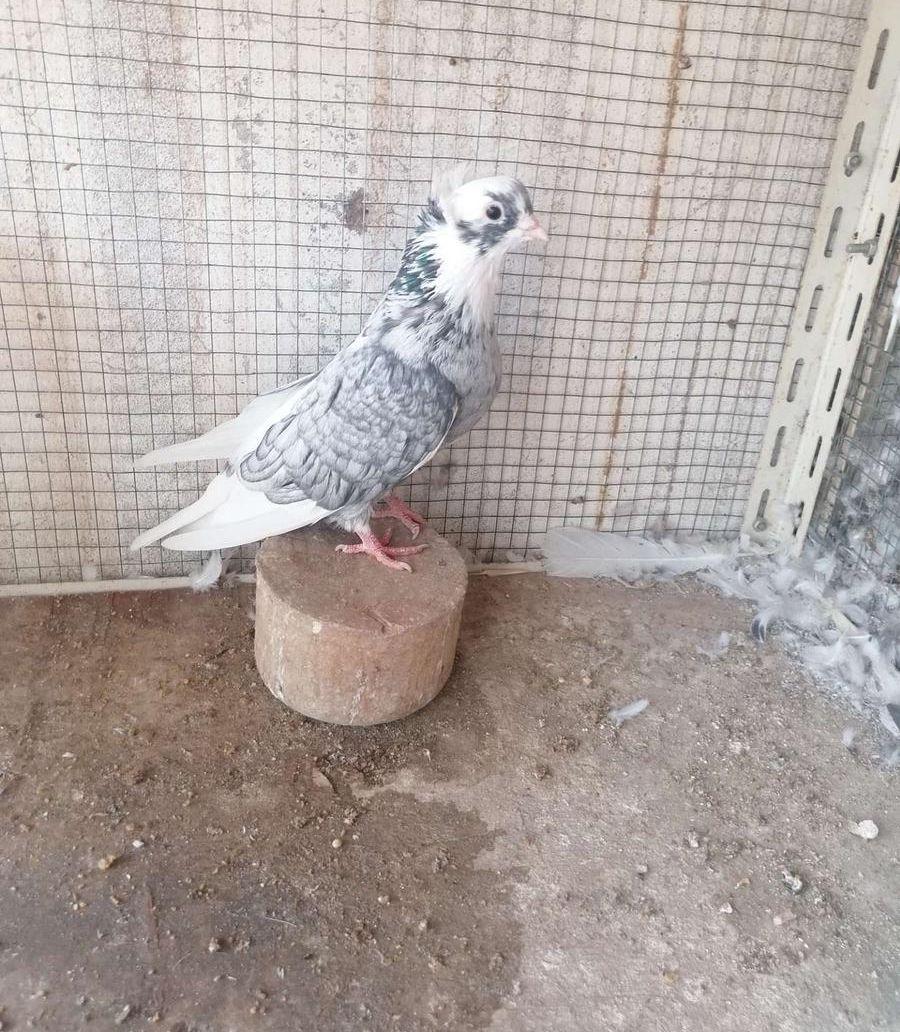 ذكر قطيفي دخاني