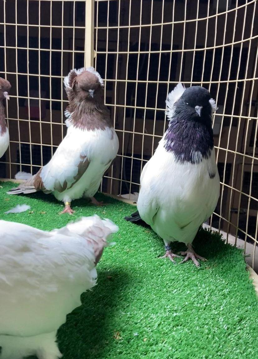 مجموعة حمام سوداني