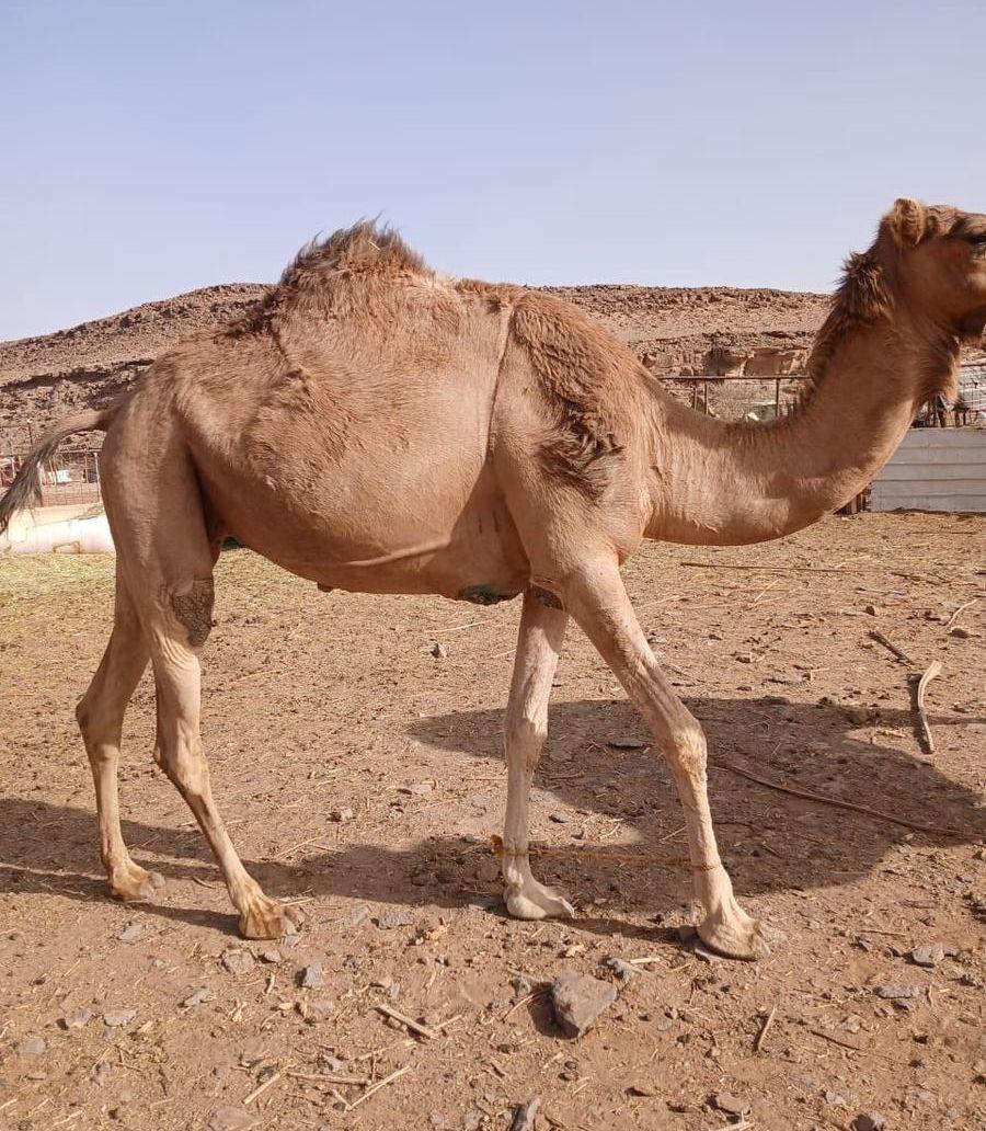 ناقه للبيع طيبه