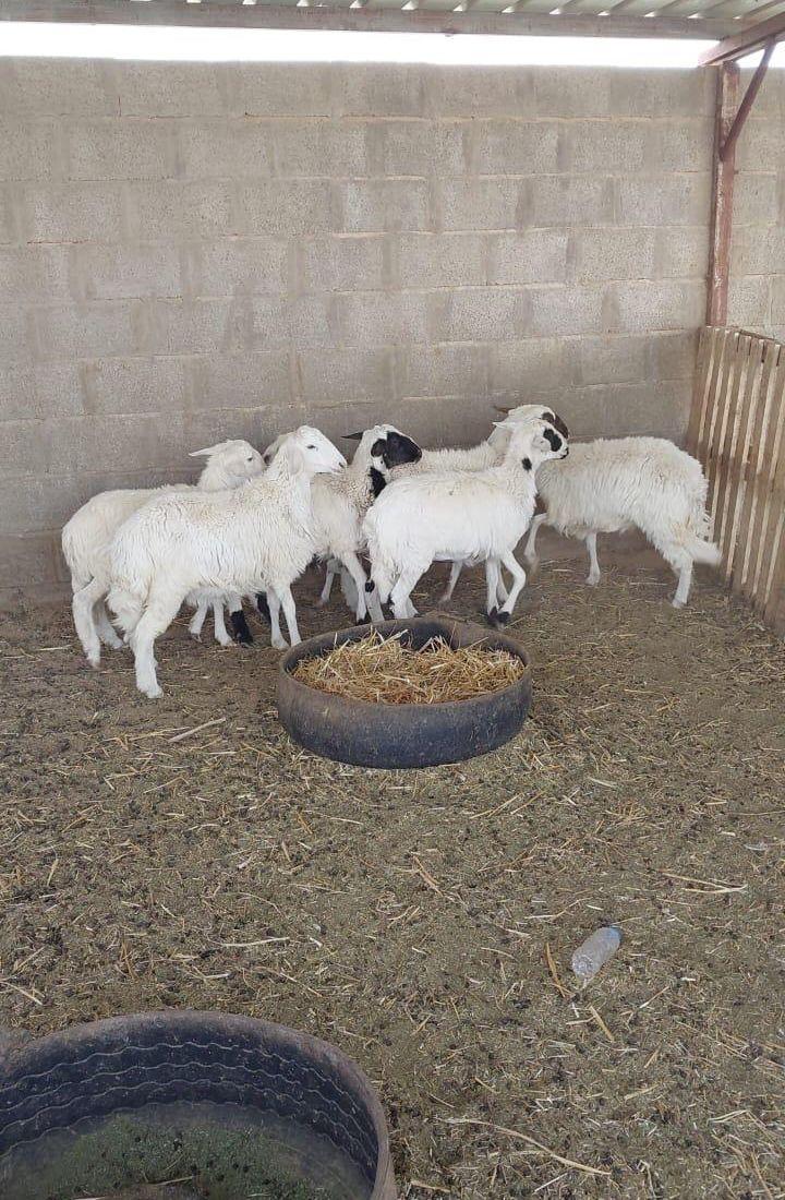 ذبايح شوربه