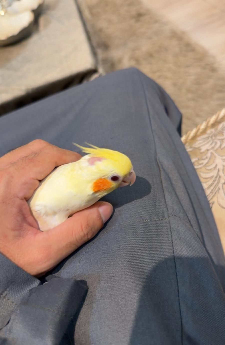 كروان لاتينو
