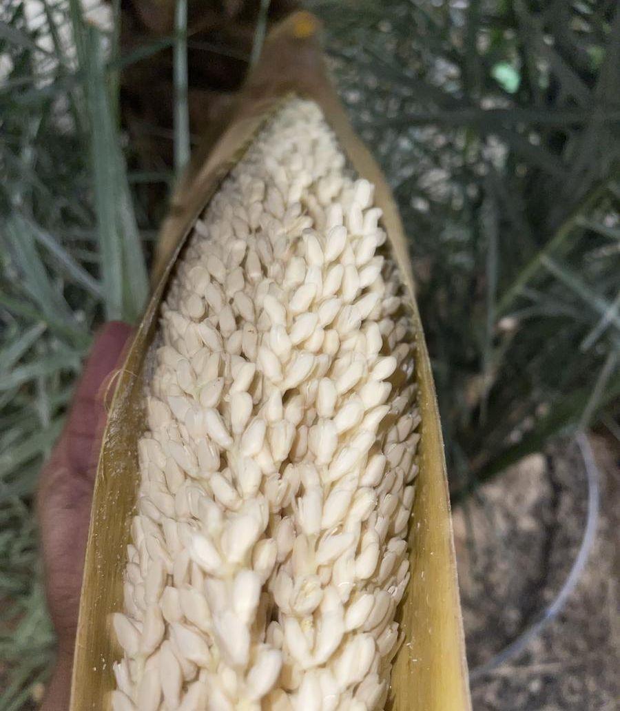 بار  لقاح