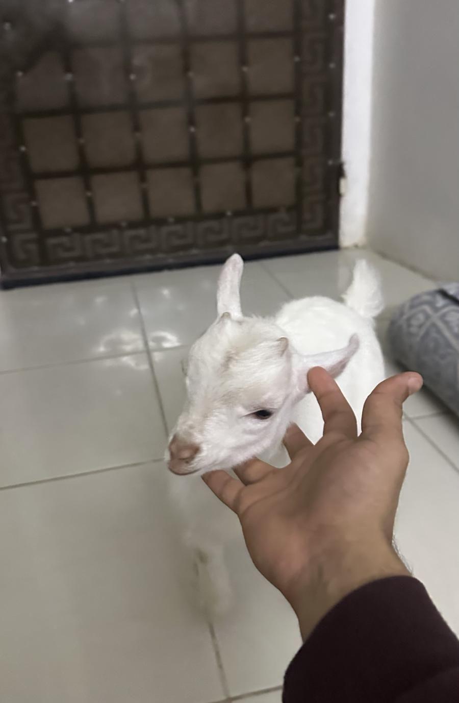 الماعز القزم