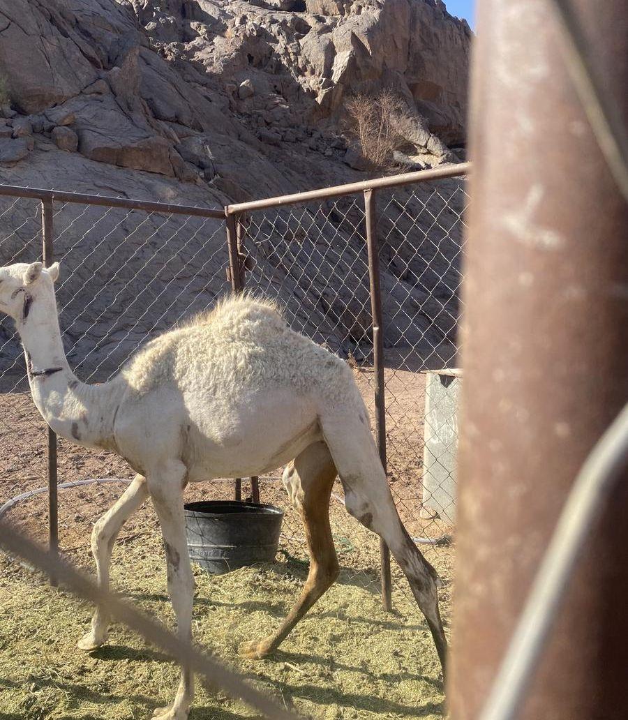 بكاره اللبيع