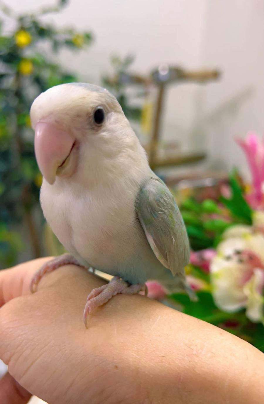 روز اليف مناسب