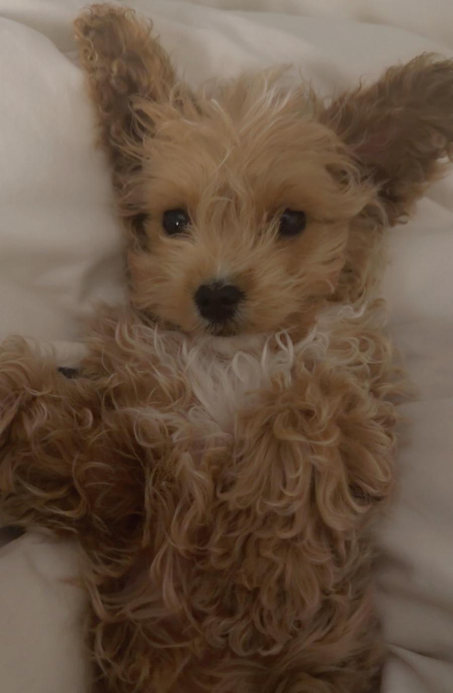 toy poodle male