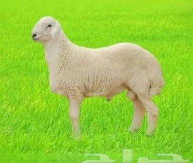 ذبايح أضاحي جدة