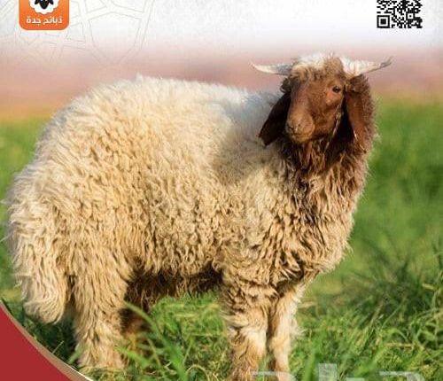 ذبايح أضاحي جدة