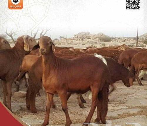 ذبايح أضاحي جدة