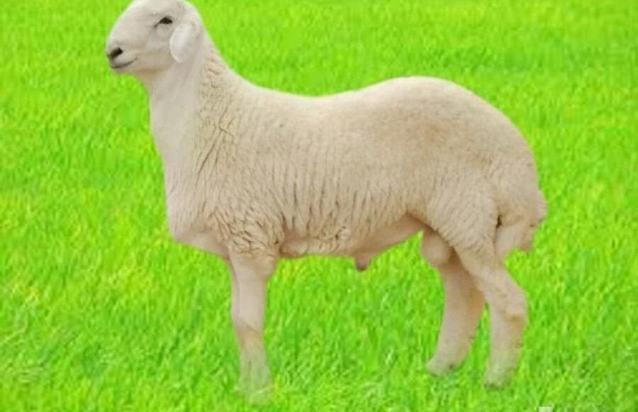 ذبايح أضاحي جدة