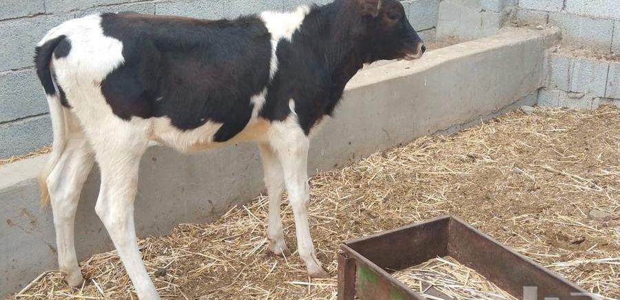 الجموم مكه بلدي