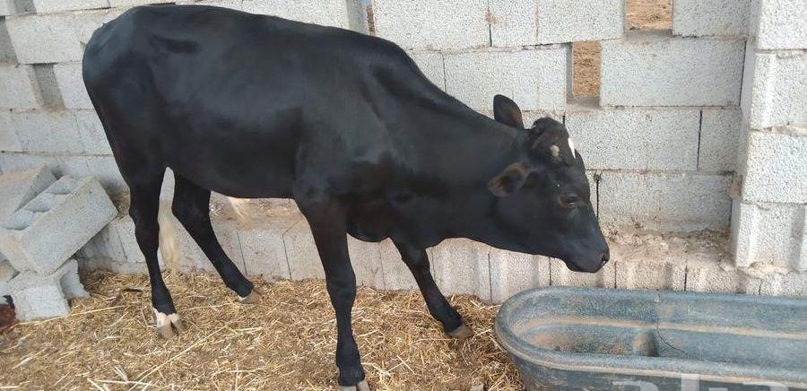 الجموم مكه بلدي