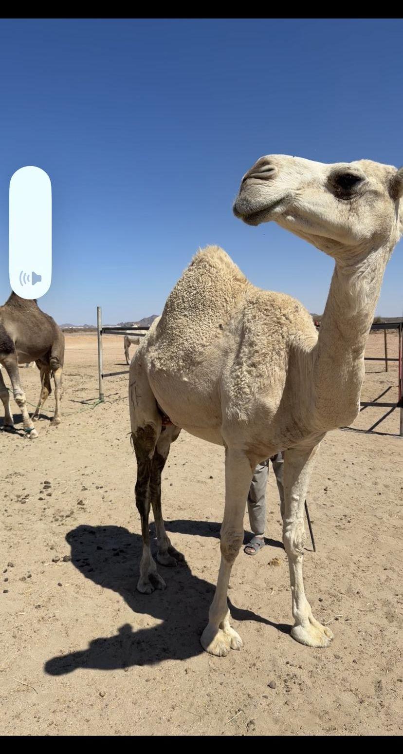 خلفه تحتها بكره