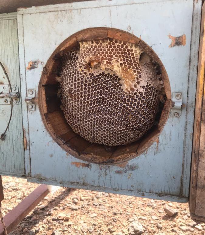 نحل خلايا