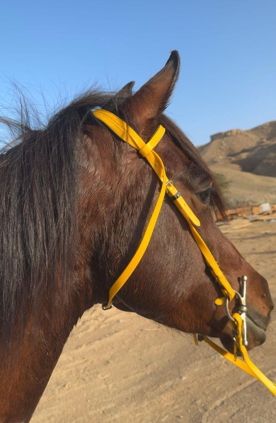خيل شعبي شيخ