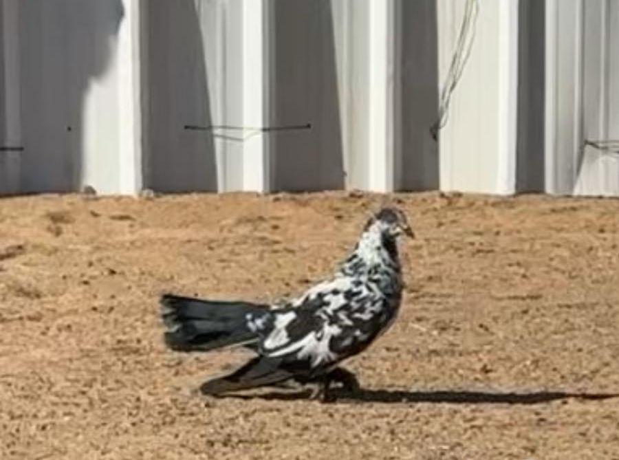 حمام شماسيات