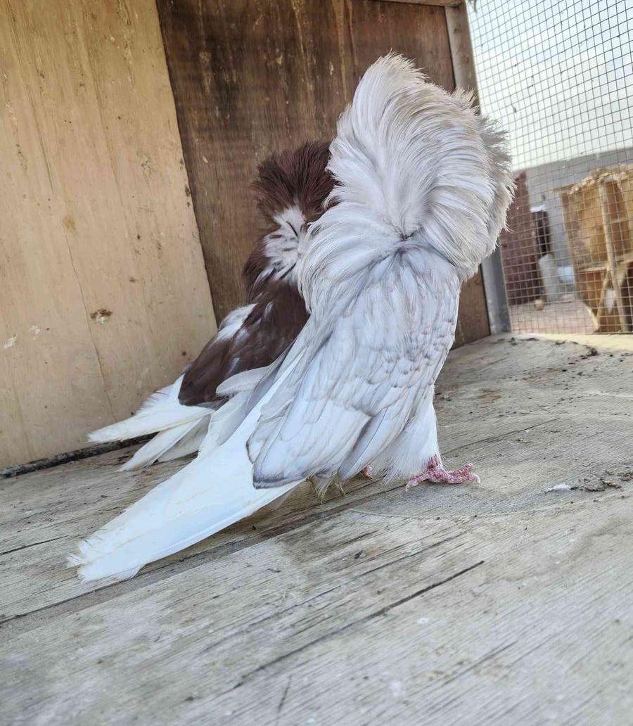 للبيع جوز حوكوبين