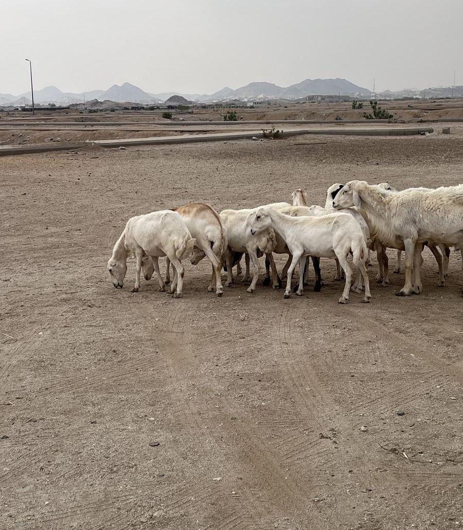 غنم رفد خلفات