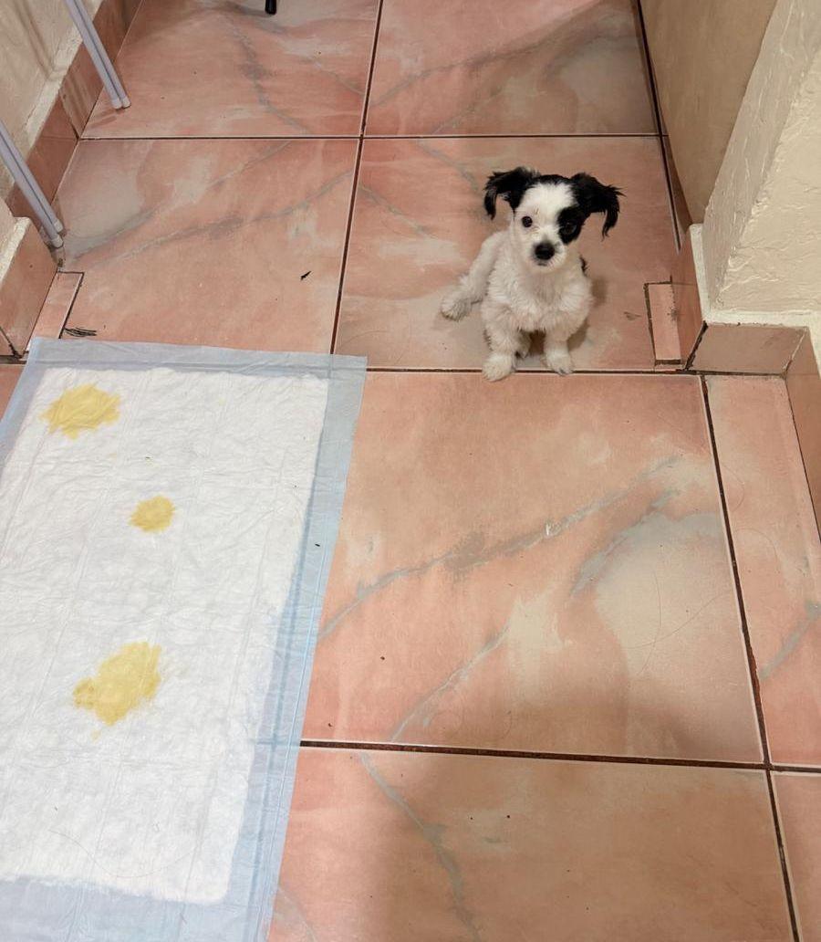 Shihtzu x mix