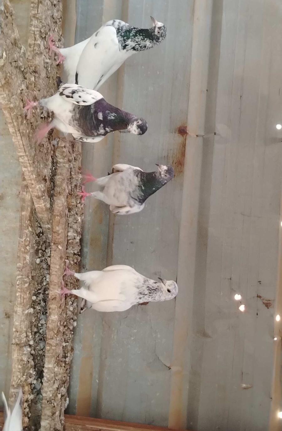 حمام باكستاني