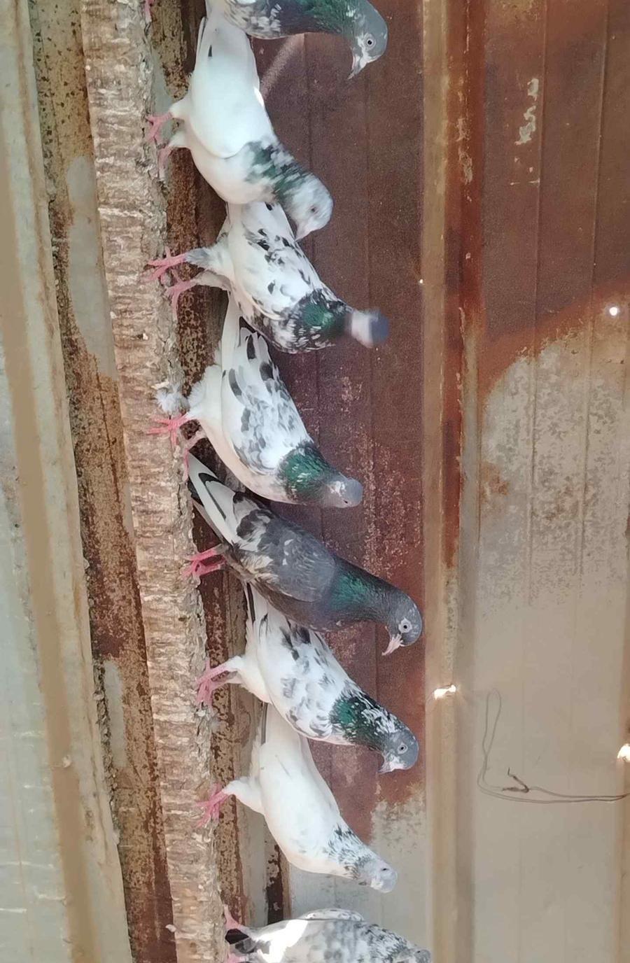 حمام باكستاني