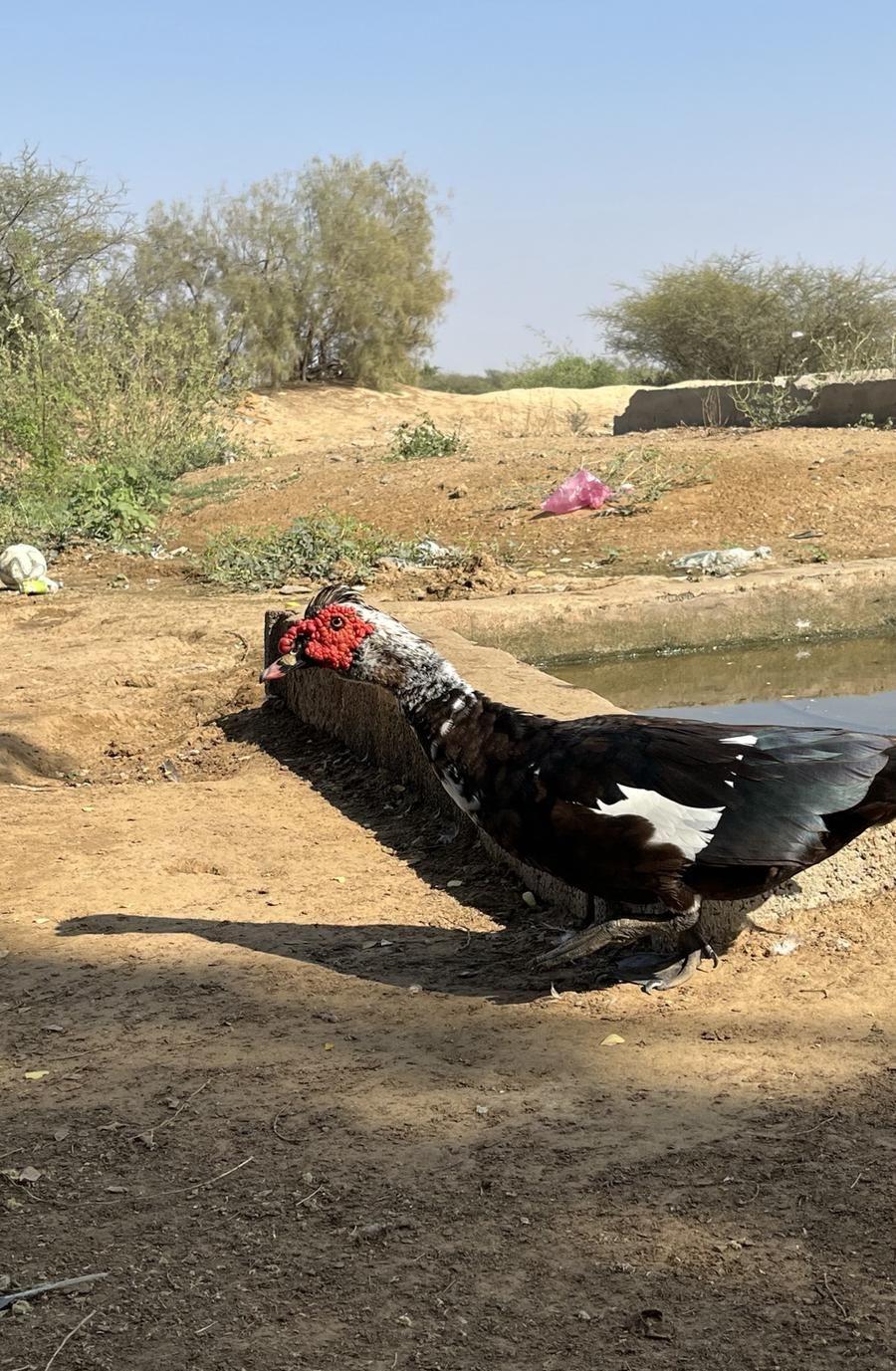 ذكر بط للبيع