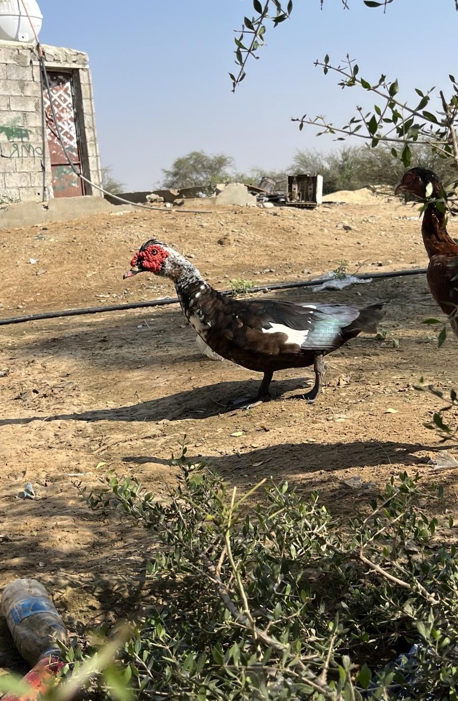 ذكر بط للبيع
