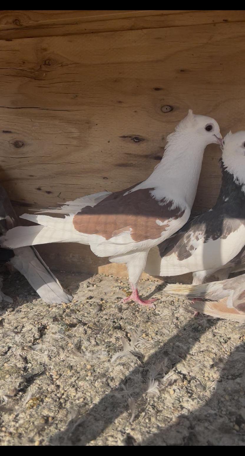 حمام قطايف
