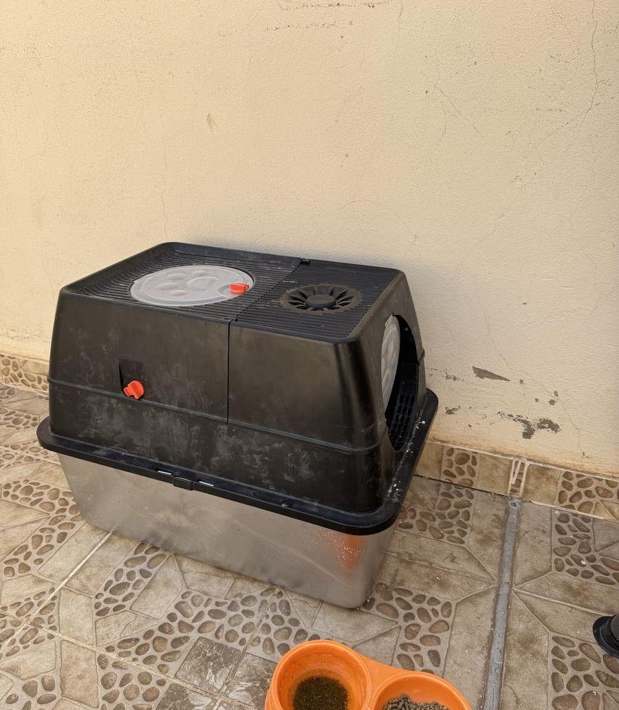أرنب هولندي